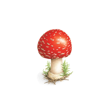 Toadstool Tattoo
