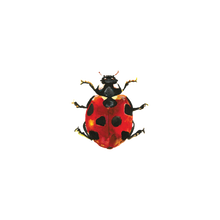 Lucky Ladybug Tattoo