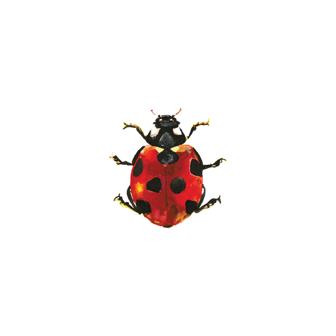 Lucky Ladybug Tattoo