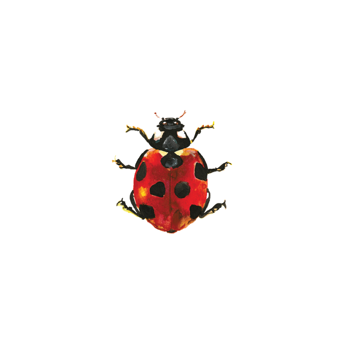 Lucky Ladybug Tattoo