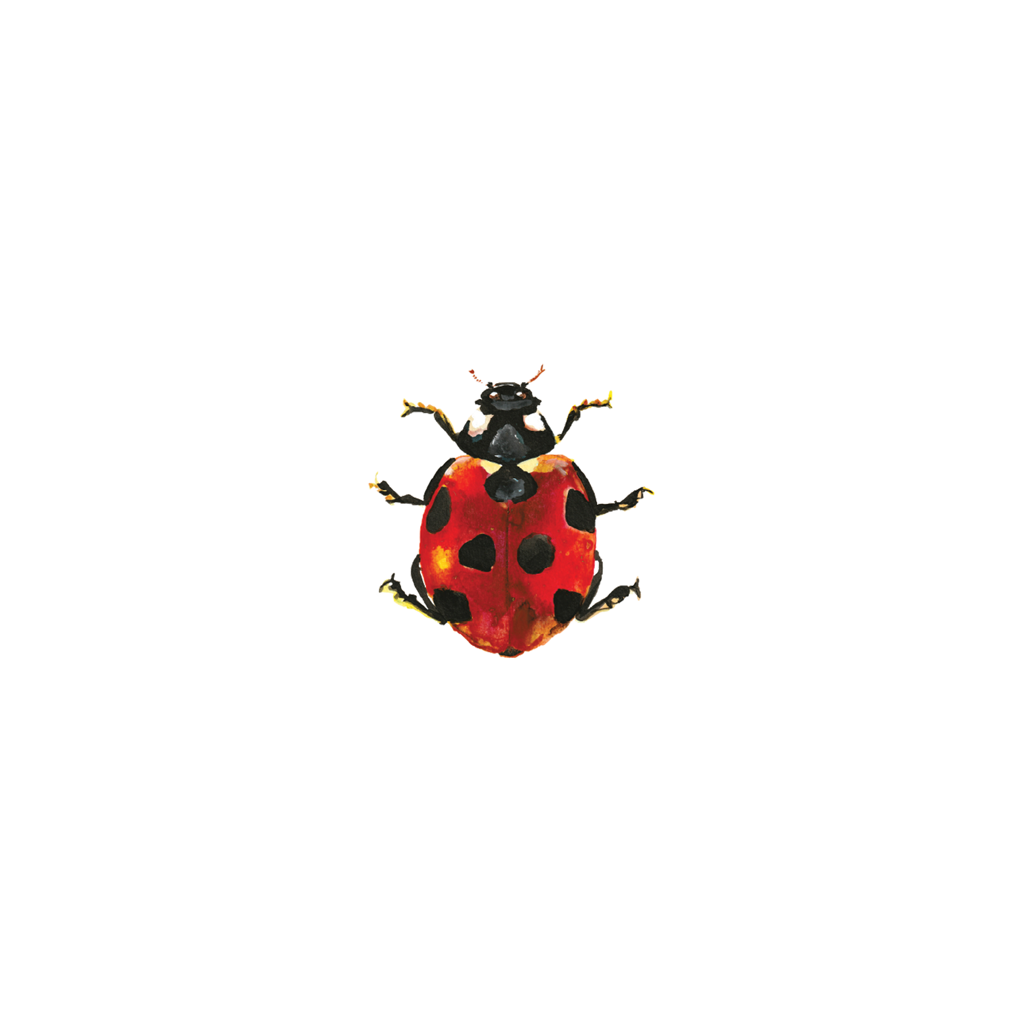 Lucky Ladybug by J6R6 from Tattly Temporary Tattoos – Tattly