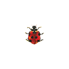 Lucky Ladybug Tattoo