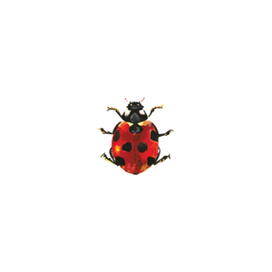 Lucky Ladybug Tattoo