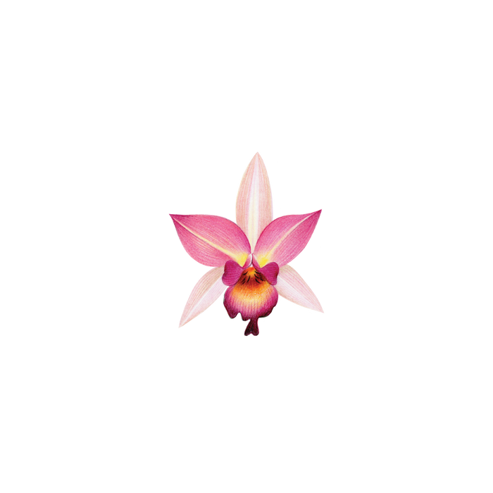 Pink Orchid Tattoo
