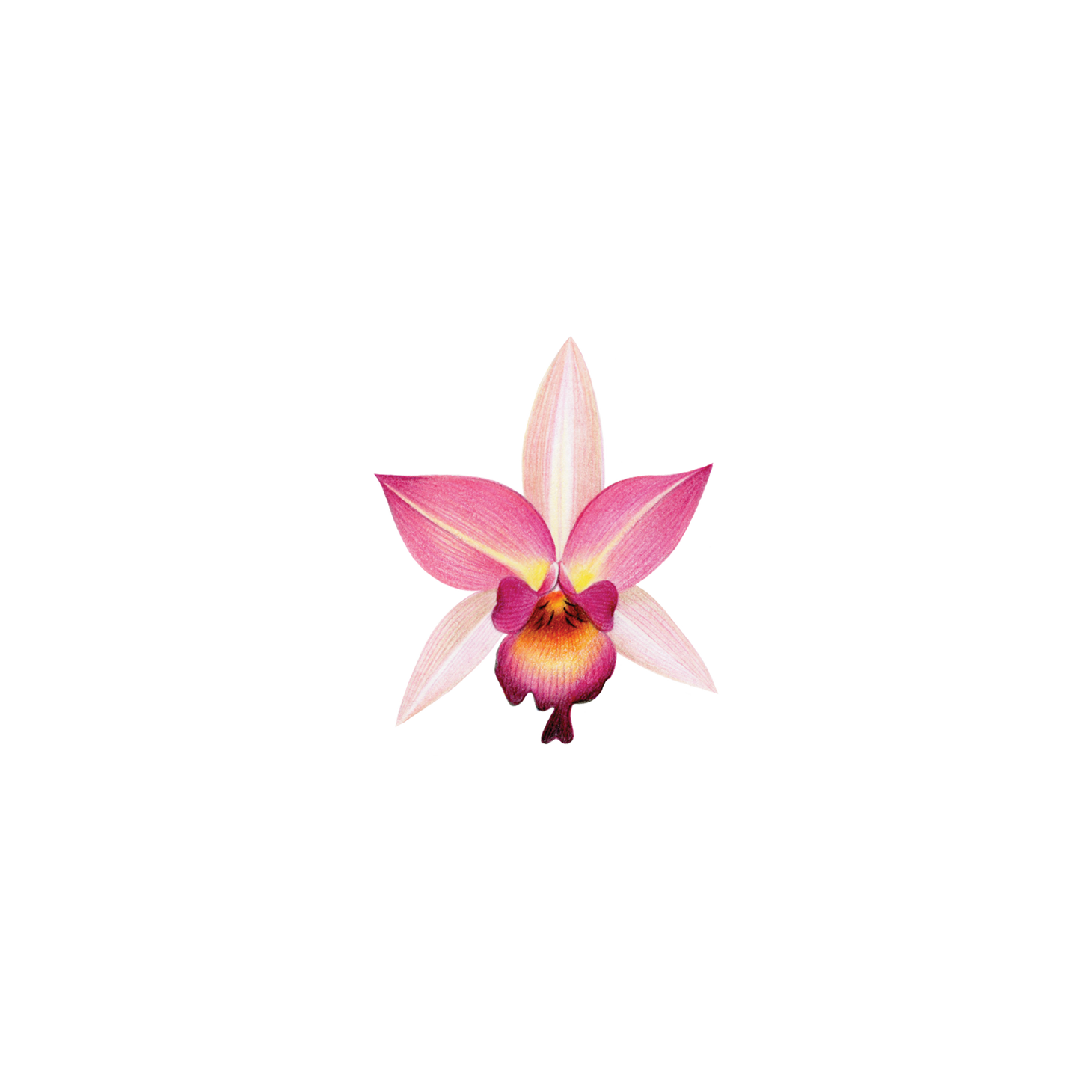 Pink Orchid Tattoo