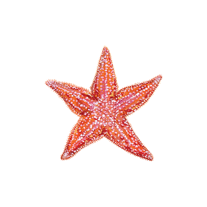 Starfish Tattoo