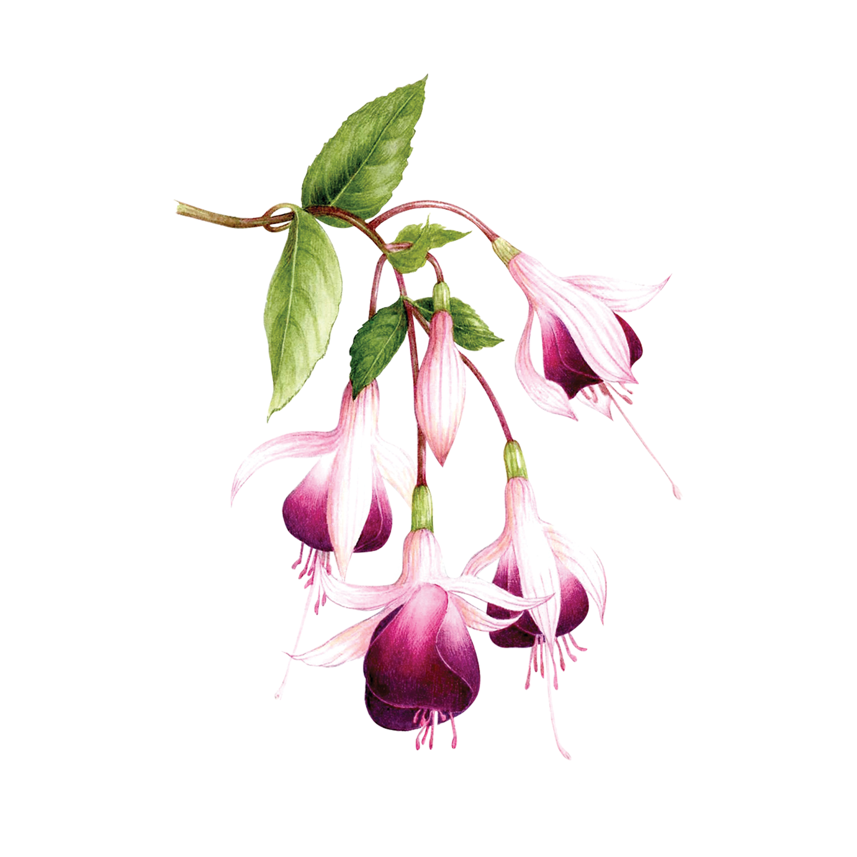 Fuchsias by Vincent Jeannerot from Tattly Temporary Tattoos  Tattly  Temporary Tattoos  Stickers