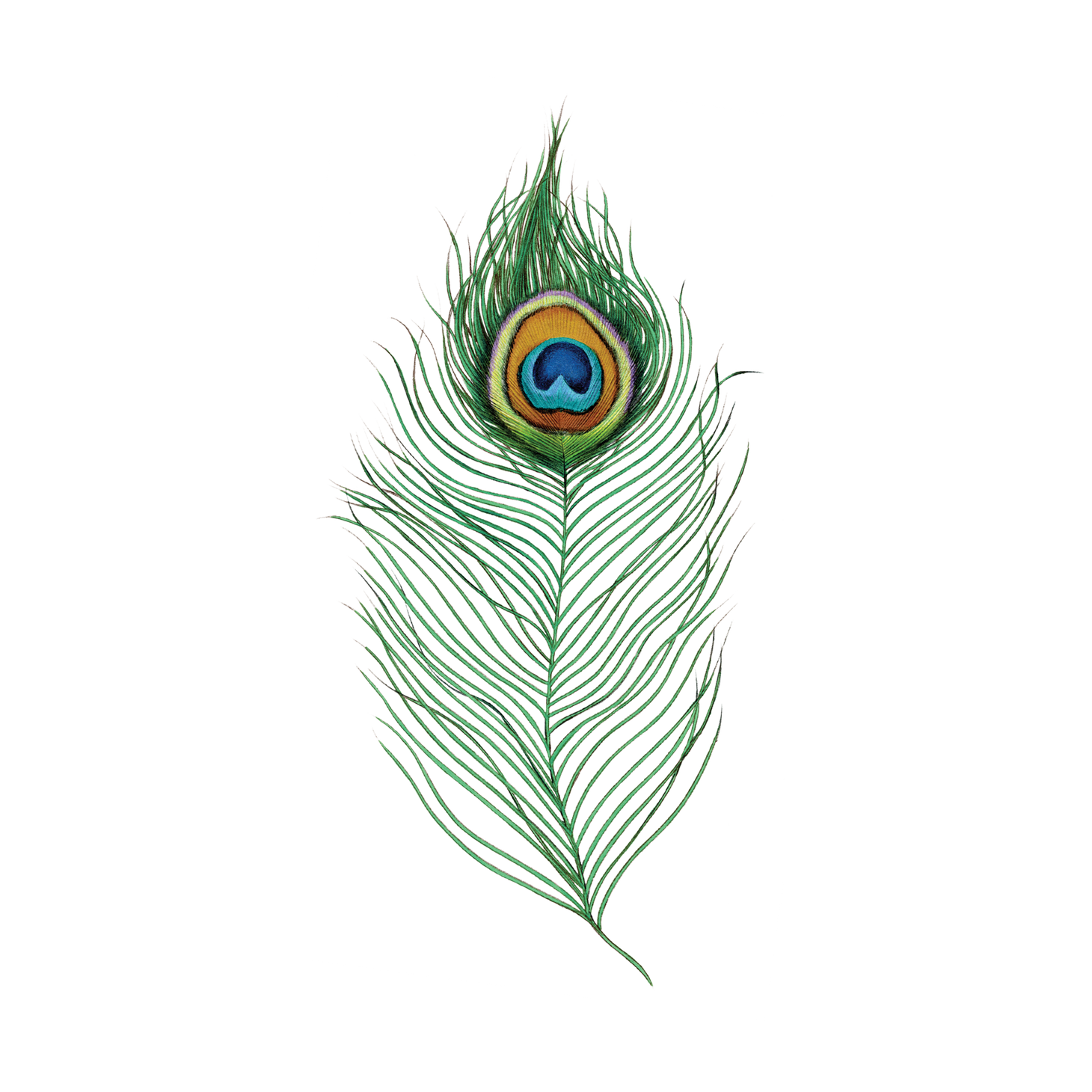 Peacock Feather Coloring Page PNG Transparent Images Free Download | Vector  Files | Pngtree